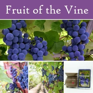 Fruit of the Vine