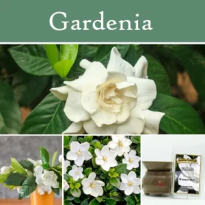 Gardenia