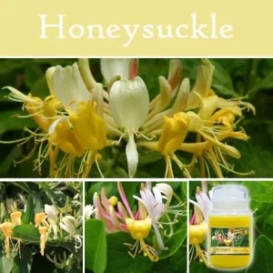 Honeysuckle