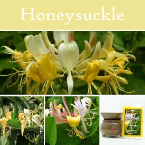 Honeysuckle