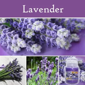 Lavender