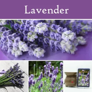 Lavender