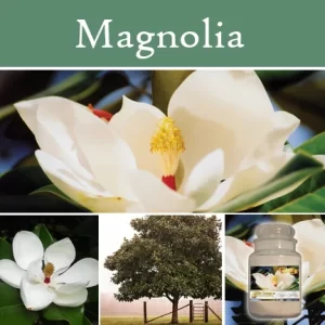 Magnolia