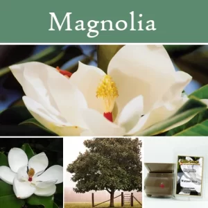 Magnolia