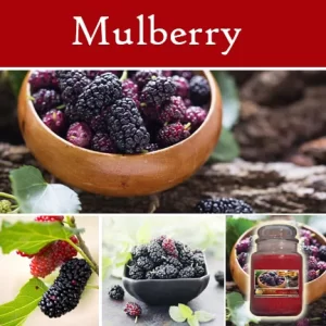 Mulberry